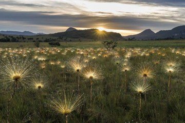 Sempre-vivas no Parque Nacional da Chapada dos Veadeiros -  (crédito:  Andre Dib)