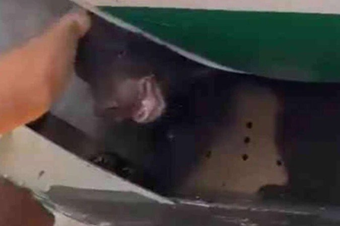 Um vídeo que circula nas redes sociais mostra o piloto do avião se desculpando aos ageiros pelo atraso na decolagem no voo de sexta-feira (4/8) justificando que um urso havia escapado de seu caixote em meio às cargas - (crédito: Reprodução/Twitter/@em_com) Um vídeo que circula nas redes sociais mostra o piloto do avião se desculpando aos ageiros pelo atraso na decolagem no voo de sexta-feira (4/8) justificando que um urso havia escapado de seu caixote em meio às cargas - (crédito: Reprodução/Twitter/@em_com)