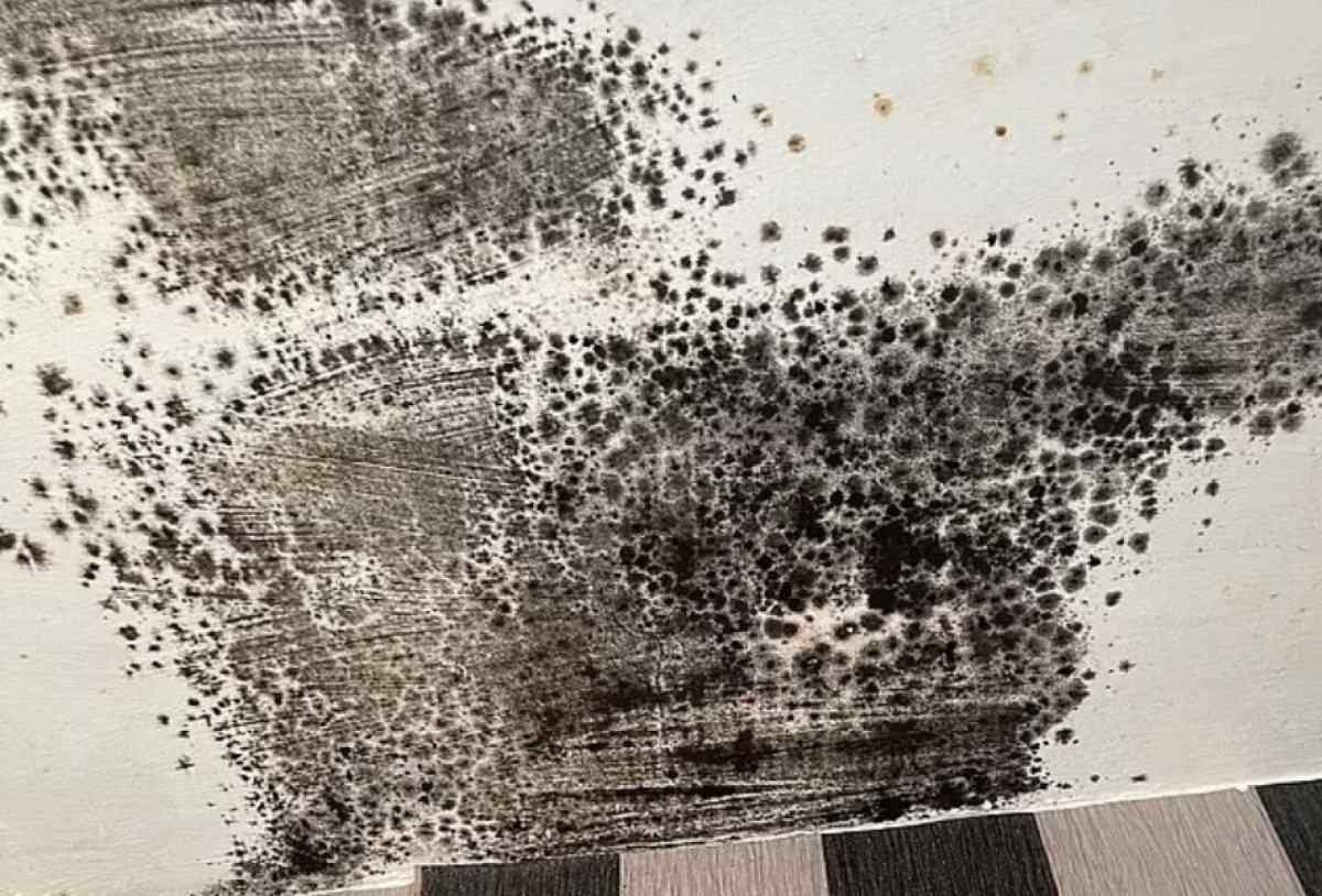 Homem morre com fungo no pulmão após morar em casa infestada de mofo