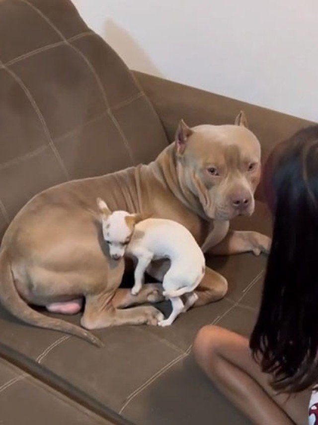 Pitbull pinscher new arrivals