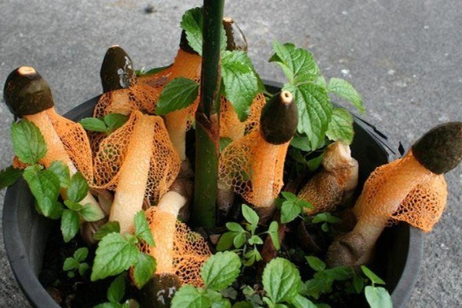 O fungo Phallus cinnabarina supostamente despertaria o desejo sexual - (crédito: DON HEMMES) O fungo Phallus cinnabarina supostamente despertaria o desejo sexual - (crédito: DON HEMMES)