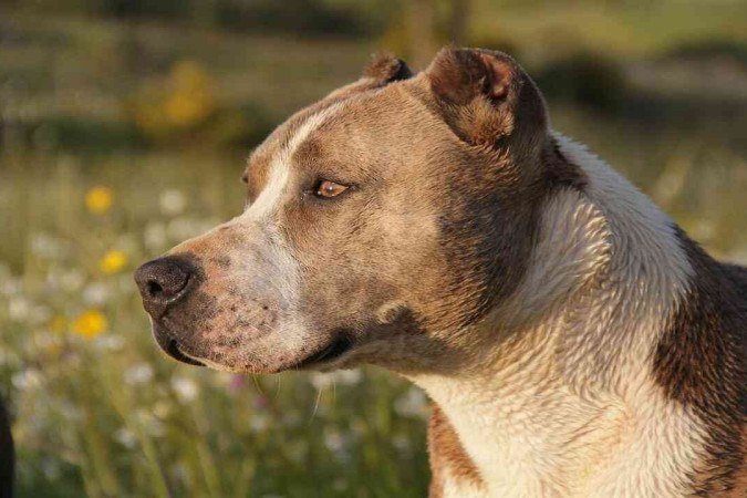 No último sábado (12/8) um cachorro, da raça Pitbull, fugiu e atacou dois irmãos que estavam brincando em uma rua do Bairro Etelvina Carneiro. - (crédito: Pixabay / Reprodução) No último sábado (12/8) um cachorro, da raça Pitbull, fugiu e atacou dois irmãos que estavam brincando em uma rua do Bairro Etelvina Carneiro. - (crédito: Pixabay / Reprodução)