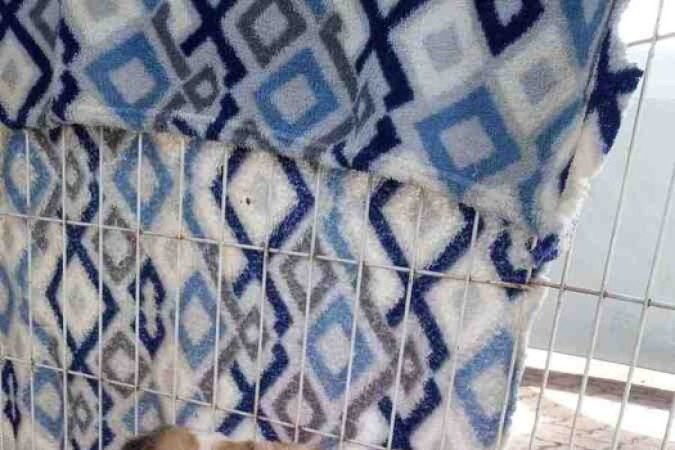 Somos quatro irmãos de dois meses esperando uma adoção, no Projeto Acalanto. Nos comportamos bem e esperamos por você aqui, para crescermos com muito carinho!