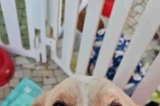 Me chamo Amora e tenho um aninho de idade. Tenho essa carinha de quem quer carinho toda hora, e quero mesmo. Estou bem cuidada e espero por você por aqui, pessoal. Estou no Projeto Acalanto. 