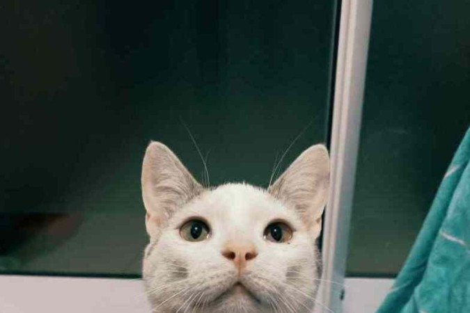 Oi, eu sou o Félix e tenho apenas 8 meses. Estou devidamente cuidado, esperando um lar amoroso para me receber, 
no Resgatinhos Bsb. 