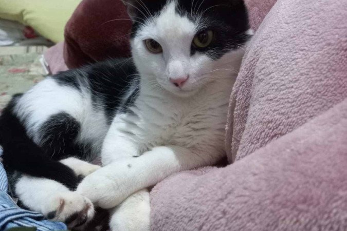 Sou o Serginho e tenho 7 meses. Tenho muitos pelinhos e gosto de ficar grudado, mas nem sempre. O pessoal do Projeto Acalanto tem cuidado bem de mim. Por que você não vem me conhecer? 