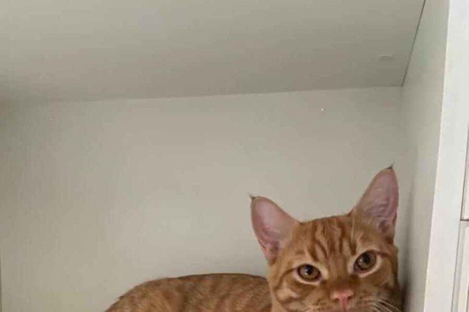 Sou o Tico! Tenho 11 meses e estou castrado, vermifugado e negativado para Fiv e FeLV. Estou à espera de uma adoção amorosa e responsável, no Resgatinhos Bsb. 