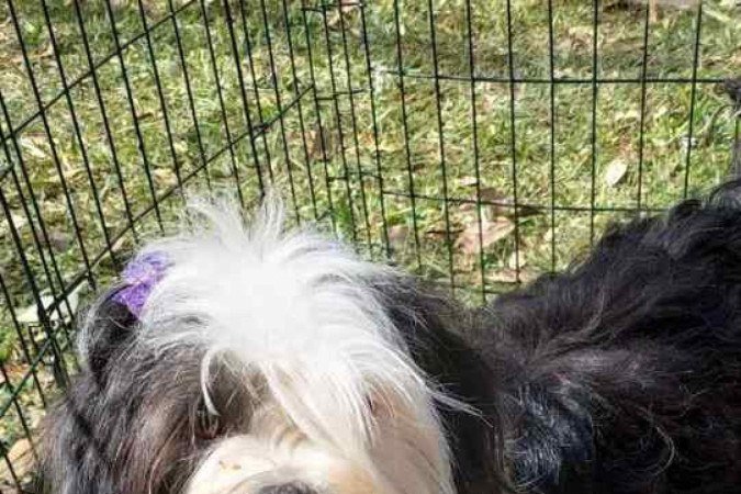 Meu nome é igual ao daquela personagem, a Wandinha. Tenho um ano e adoraria uma família para brincar comigo, além de me dar muito carinho. Estou te esperando no Projeto Acalanto!