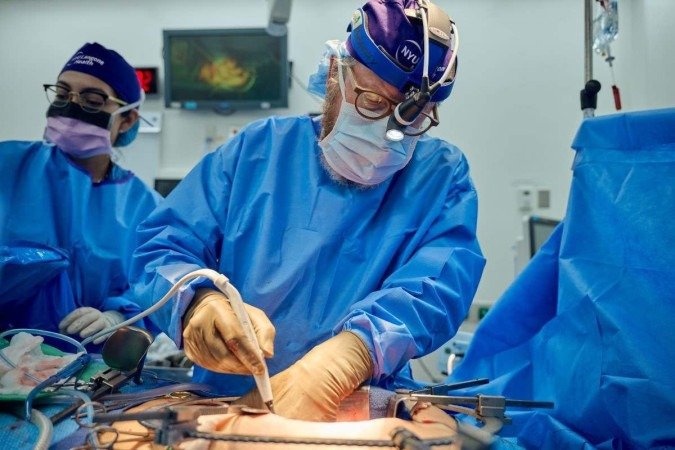 Xenotransplante foi feito na Universidade de Nova York: logo após a cirurgia, rins aram a produzir urina - (crédito: Joe Carrotta/Divulgação ) Xenotransplante foi feito na Universidade de Nova York: logo após a cirurgia, rins aram a produzir urina - (crédito: Joe Carrotta/Divulgação )