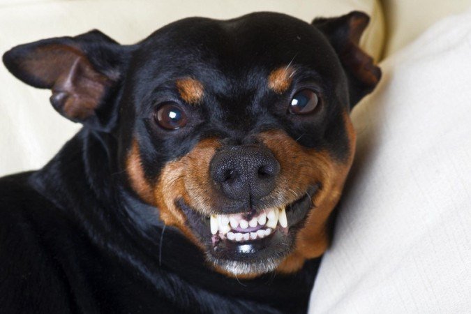 Há muitas variações entre cães da mesma raça - (crédito: Getty Images) Há muitas variações entre cães da mesma raça - (crédito: Getty Images)