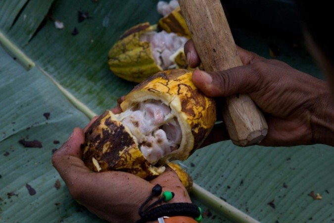 São Tomé e Príncipe era o maior produtor de chocolate do mundo no início do século 20 -  (crédito: Getty Images)