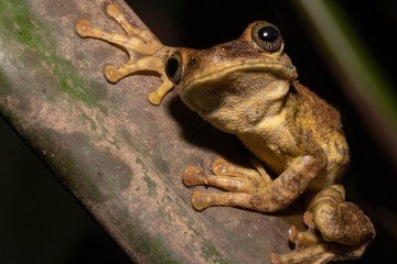 Investigações sobre a biodiversidade estão entre os principais temas de pesquisa na Amazônia -  (crédito: Getty Images)