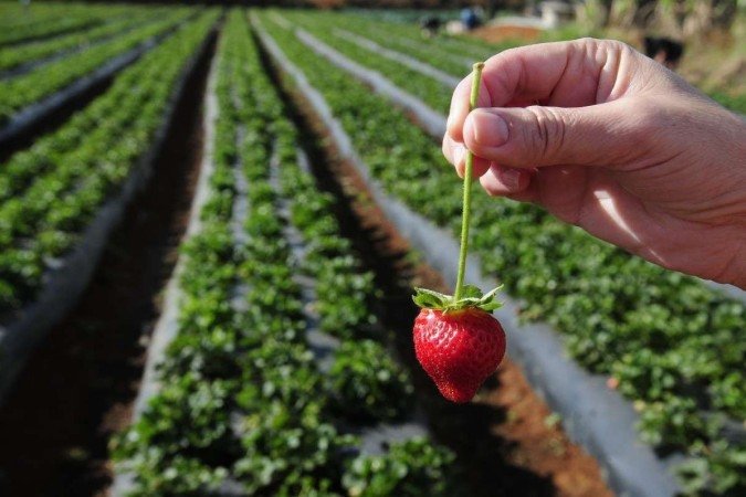  18/08/2023. Crédito: Minervino Júnior/CB/D.A Press. Brasil.  Brasilia - DF. Plantação de morangos em Brazlândia preparativos para a festa do Morango.