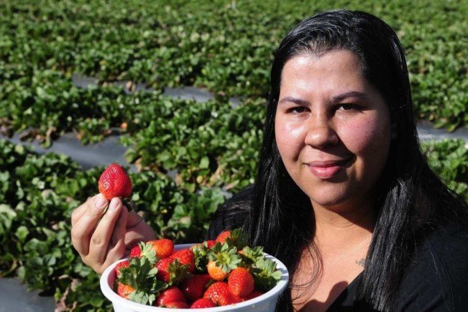  18/08/2023. Crédito: Minervino Júnior/CB/D.A Press. Brasil.  Brasilia - DF. Plantação de morangos em Brazlândia preparativos para a festa do Morango. Jéssica Gonçalves -  proprietária.