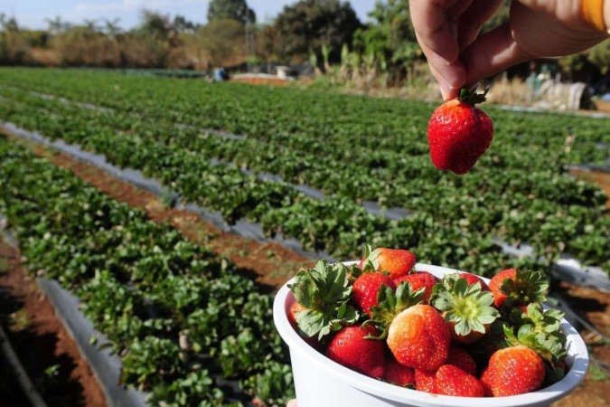  18/08/2023. Crédito: Minervino Júnior/CB/D.A Press. Brasil.  Brasilia - DF. Plantação de morangos em Brazlândia preparativos para a festa do Morango.