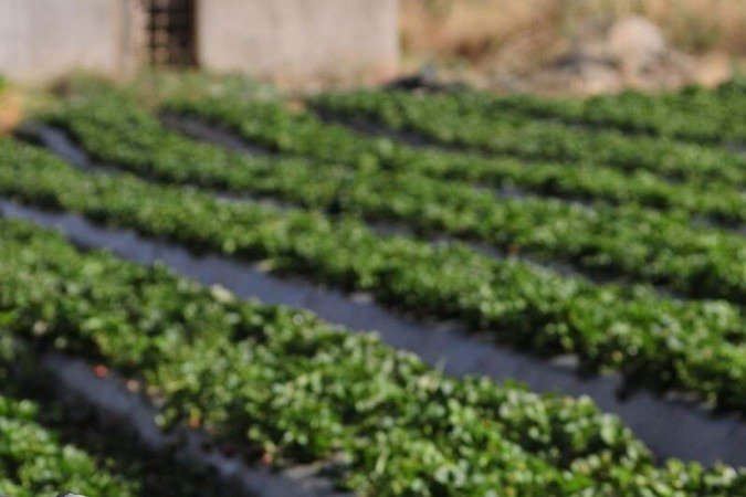  18/08/2023. Crédito: Minervino Júnior/CB/D.A Press. Brasil.  Brasilia - DF. Plantação de morangos em Brazlândia preparativos para a festa do Morango.