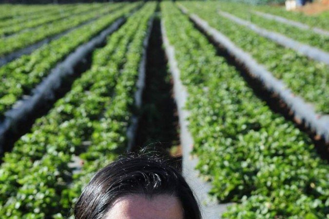  18/08/2023. Crédito: Minervino Júnior/CB/D.A Press. Brasil.  Brasilia - DF. Plantação de morangos em Brazlândia preparativos para a festa do Morango. Jéssica Gonçalves -  proprietária.
