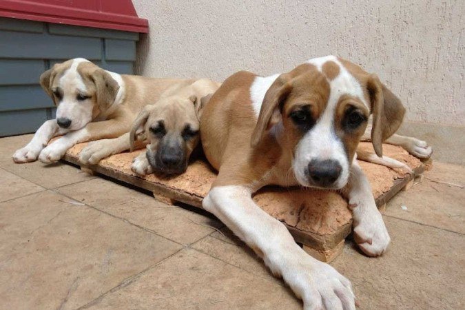 Em primeiro plano, Nena, no meio a Nana e no fundo a Vivi - (crédito: Arquivo pessoal) Em primeiro plano, Nena, no meio a Nana e no fundo a Vivi - (crédito: Arquivo pessoal)