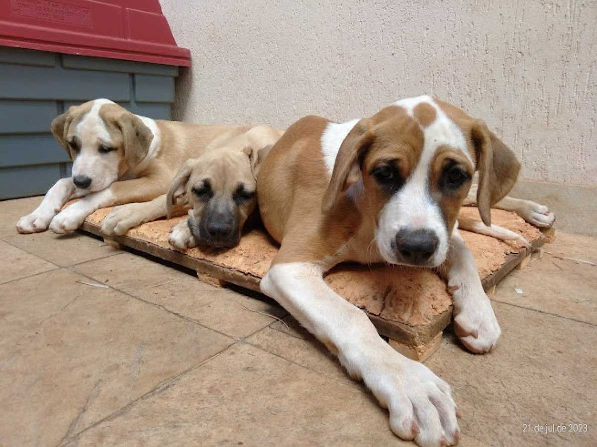 Cinco filhotes abandonados em beira de estrada aguardam um lar 