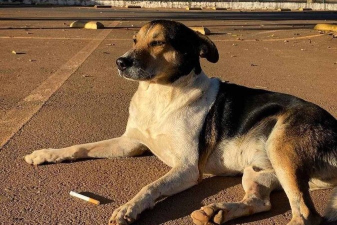 Adoção comunitária garante bem-estar de pets de rua