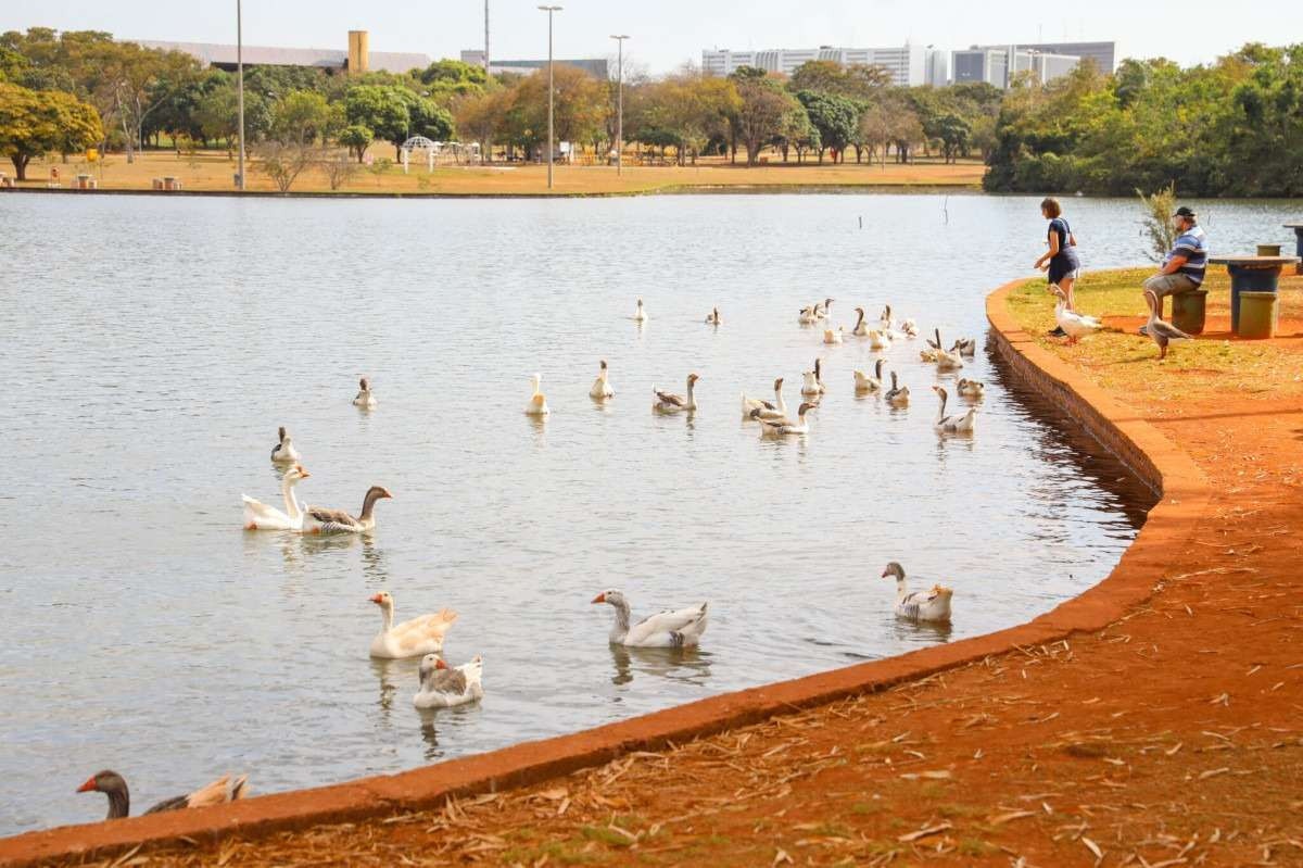 GDF reúne órgãos para limpar o lago do Parque da Cidade