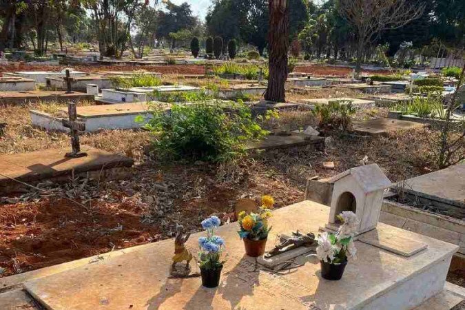 Filha reclama que foram retiraradosos ipês da sepultura onde estão enterrados os pais - (crédito: Acervo pessoal) Filha reclama que foram retiraradosos ipês da sepultura onde estão enterrados os pais - (crédito: Acervo pessoal)