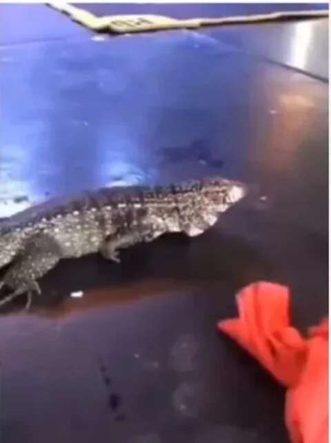 Vídeo que circulou na internet mostra um imenso lagarto caminhando em um baile funk no Rio de Janeiro. O FLIPAR mostrou e republica para quem não viu. -  (crédito: Reprodução)