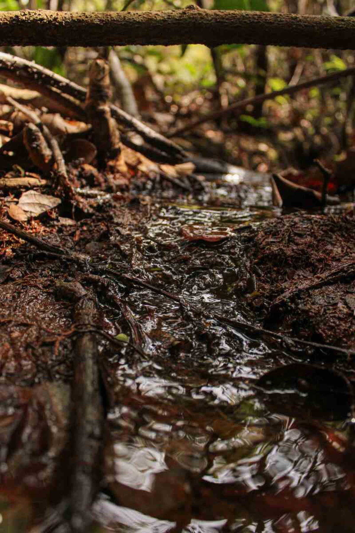 Sítio das Neves se torna o primeiro patrimônio natural perpétuo do DF