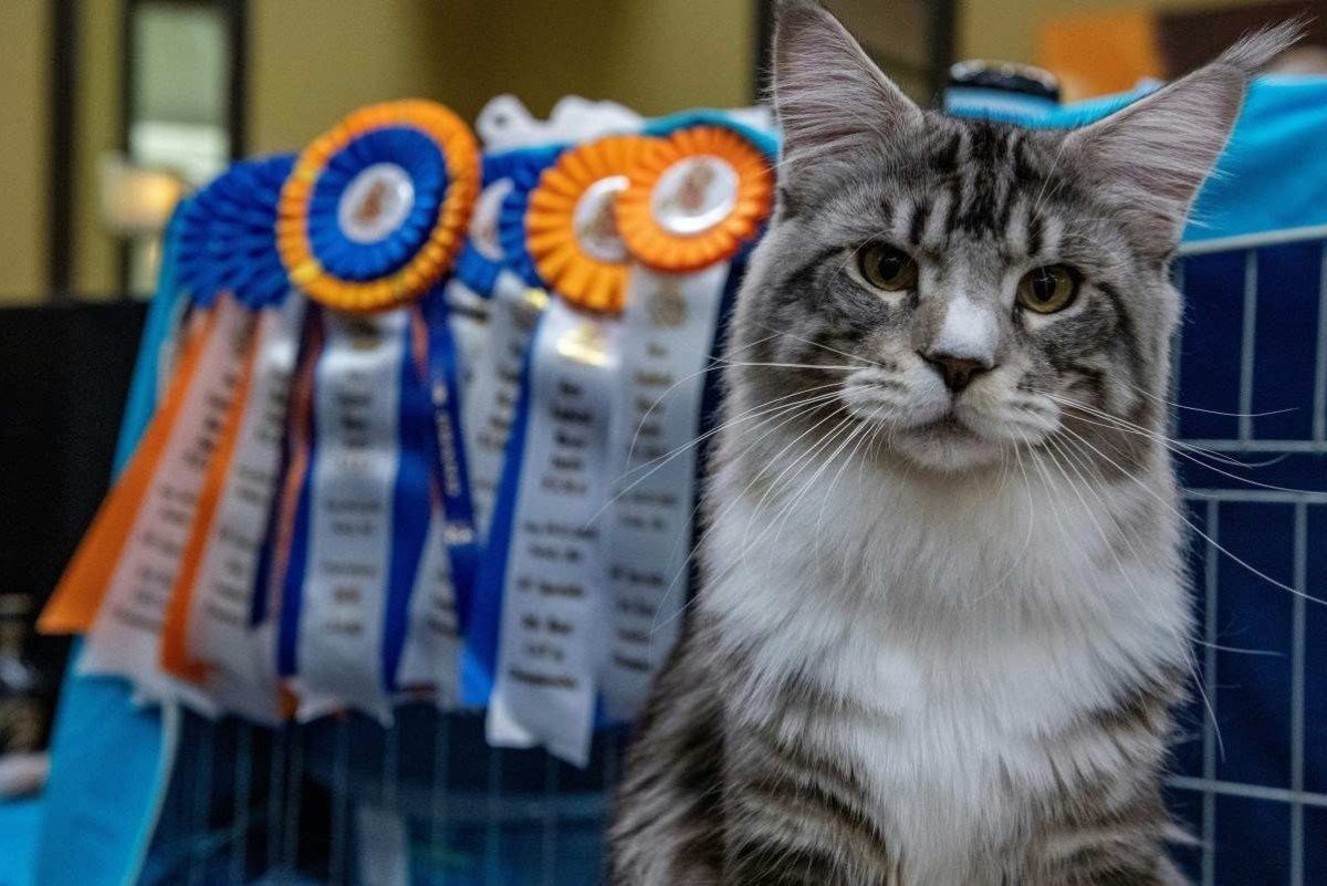 Sterling, um gato Maine Coon, ao lado dos pr&ecirc;mios que ganhou na 10&ordf; edi&ccedil;&atilde;o anual do New