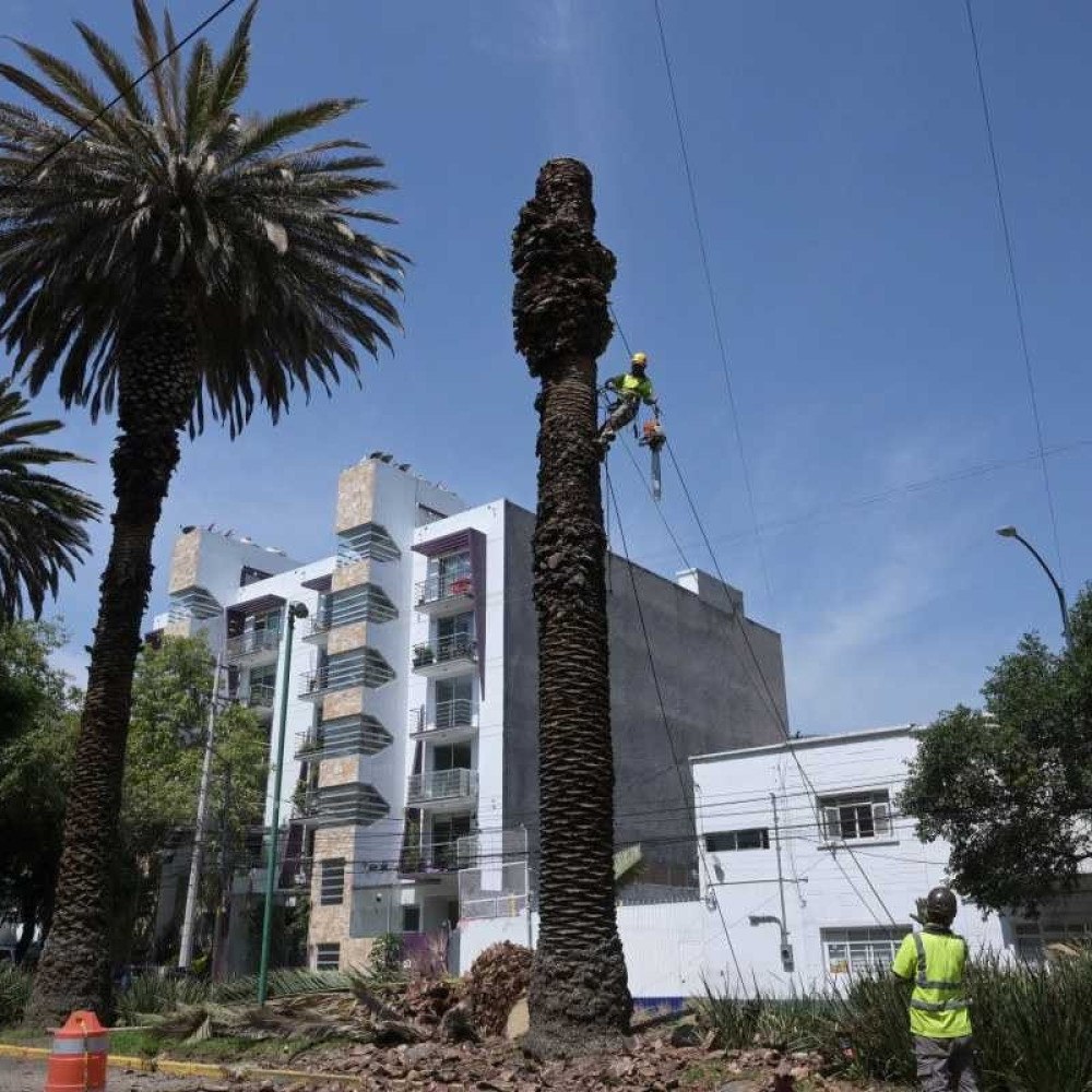 Flórida pode abandonar palmeiras para combater mudanças climáticas
