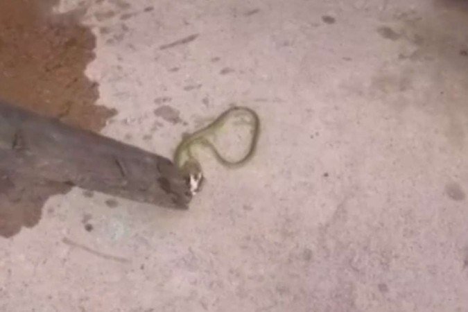 Cobra encontrada dentro de bebedouro em escola municipal na Bahia - (crédito: Reproduções/ Redes sociais ) Cobra encontrada dentro de bebedouro em escola municipal na Bahia - (crédito: Reproduções/ Redes sociais )