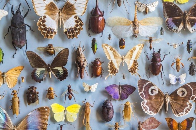 O weta é considerado por muitos o maior e mais pesado inseto do mundo - (crédito: Getty Images) O weta é considerado por muitos o maior e mais pesado inseto do mundo - (crédito: Getty Images)