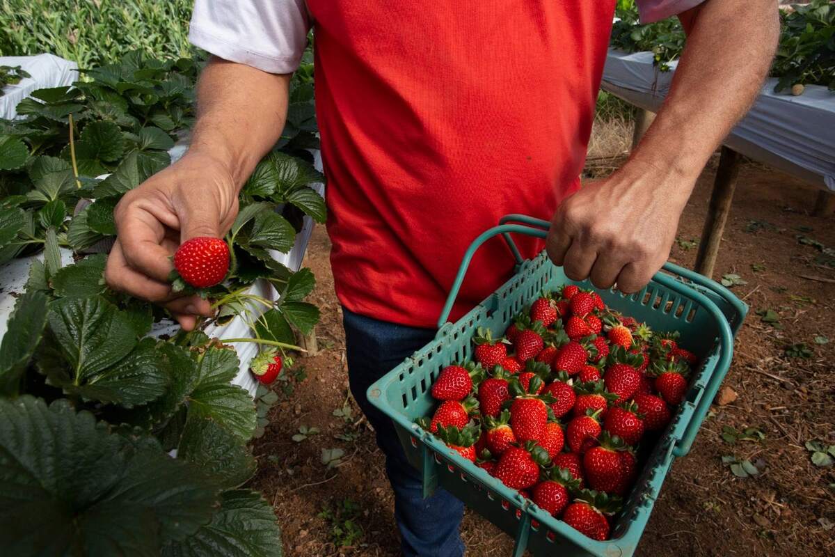 IPEDF divulga primeiro boletim sobre balança comercial local