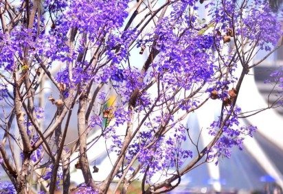  01/09/2023 Credito: Ed Alves/CB/DA.Press. Cidades. Majestoso Jacarandá.  -  (crédito:  Ed Alves/CB/DA.Press)