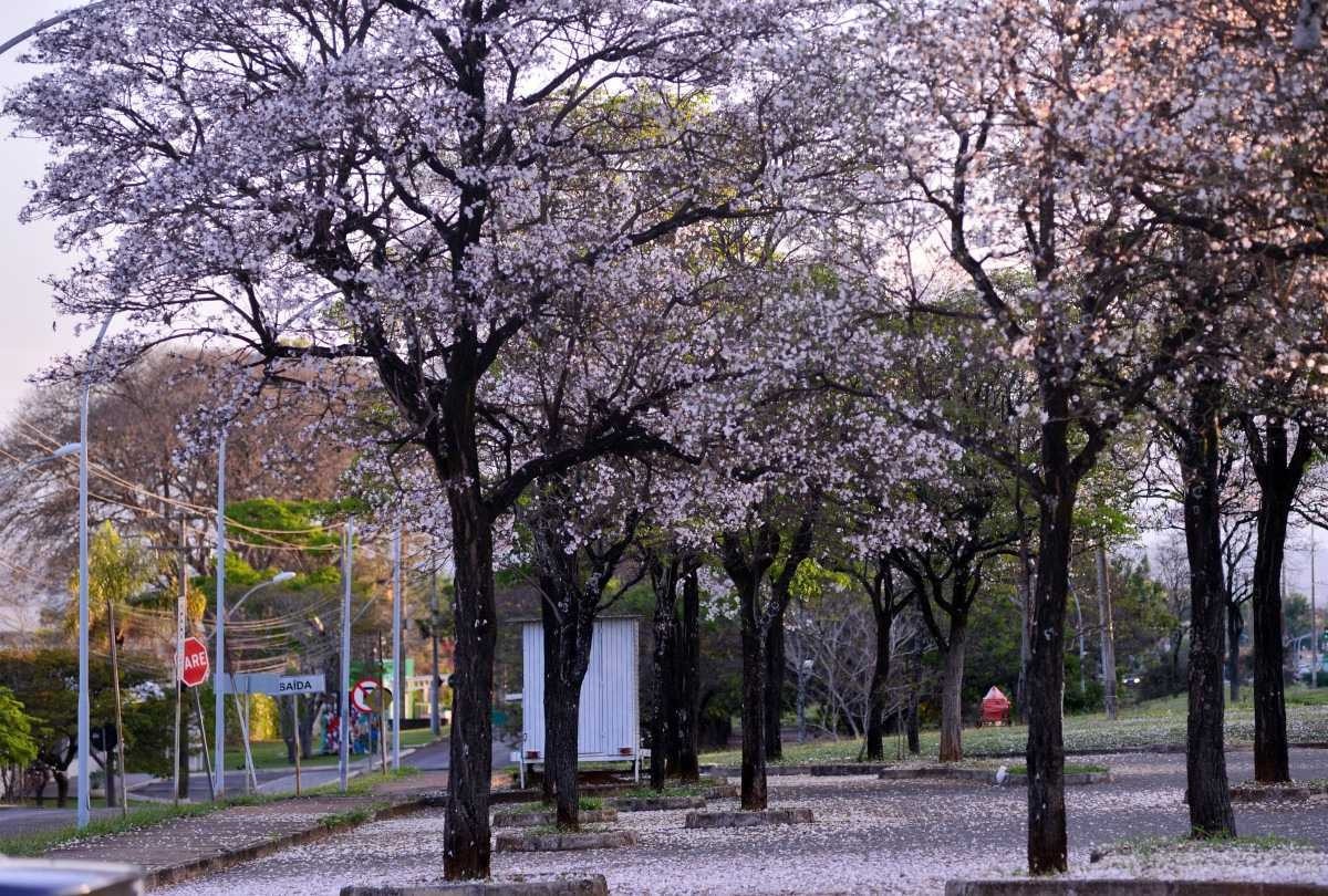 Ipês-brancos espalham beleza rara e elegante pelas ruas da capital