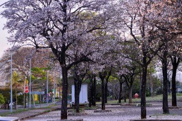  O ipê-branco é escolha popular no paisagismo e na arborização urbana pelo seu tamanho flexível -  (crédito:  Ed Alves/CB/DA.Press)