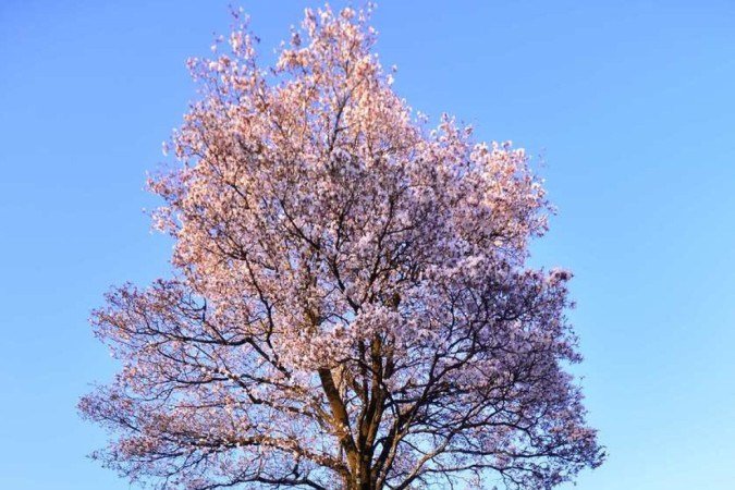 Ipês-brancos são mais raros porque perdem rapidamente as folhas e formam um tapete ao redor das árvores