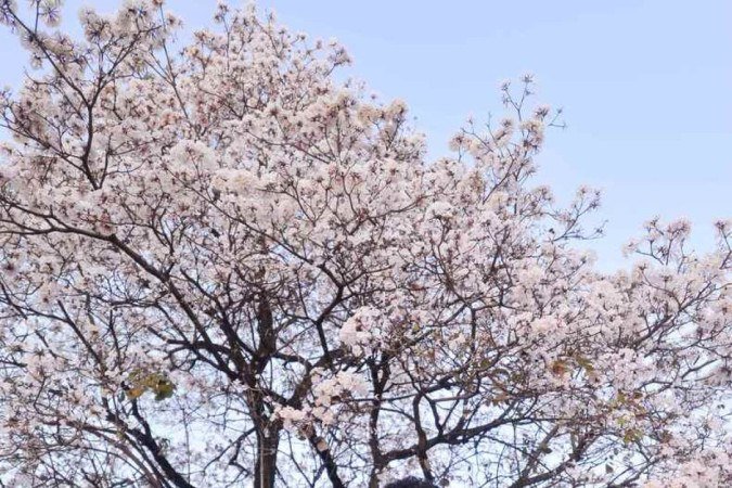  As amigas Mariana Moura, Yôkissya Coelho e Agda Santos se encantam na 604/605 Sul 