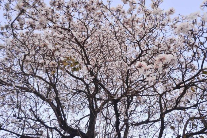  No DF, a coloração dos ipês é uma recompensa para o clima seco
