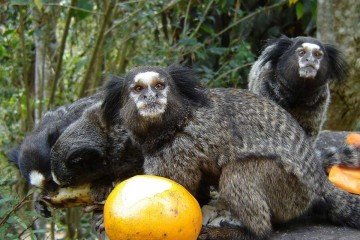 O sagui-de-tufos-pretos, original do Cerrrado, causa problemas na Mata Atlântica -  (crédito: Eurico Zimbres FGEL/UERJ/Divulgação)