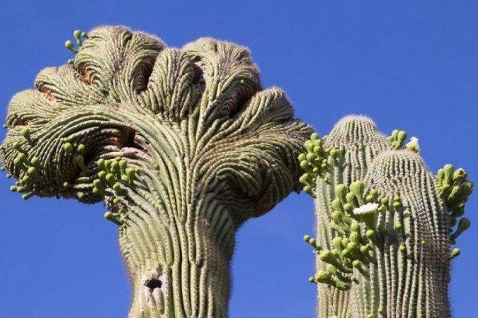 Cactos (como o que aparece à esquerda nesta imagem) também são acometidos pela proliferação anormal de células - (crédito: Getty Images) Cactos (como o que aparece à esquerda nesta imagem) também são acometidos pela proliferação anormal de células - (crédito: Getty Images)