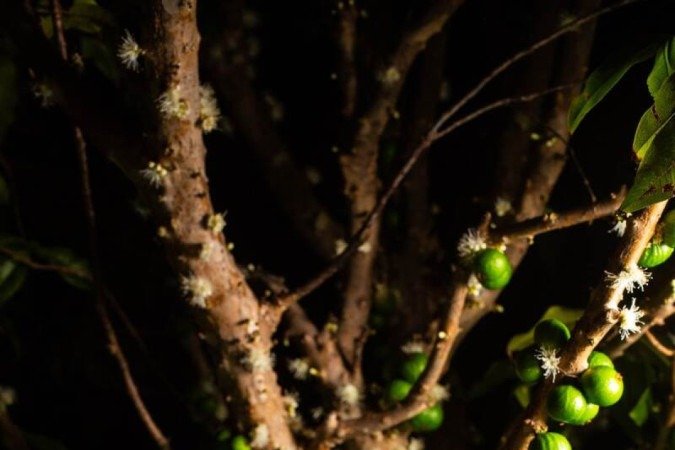 Dona Matilde, opção de drink do Circuito Brasília de Bares do Primo Pobre -  (crédito: Divulgação/Primo Pobre)