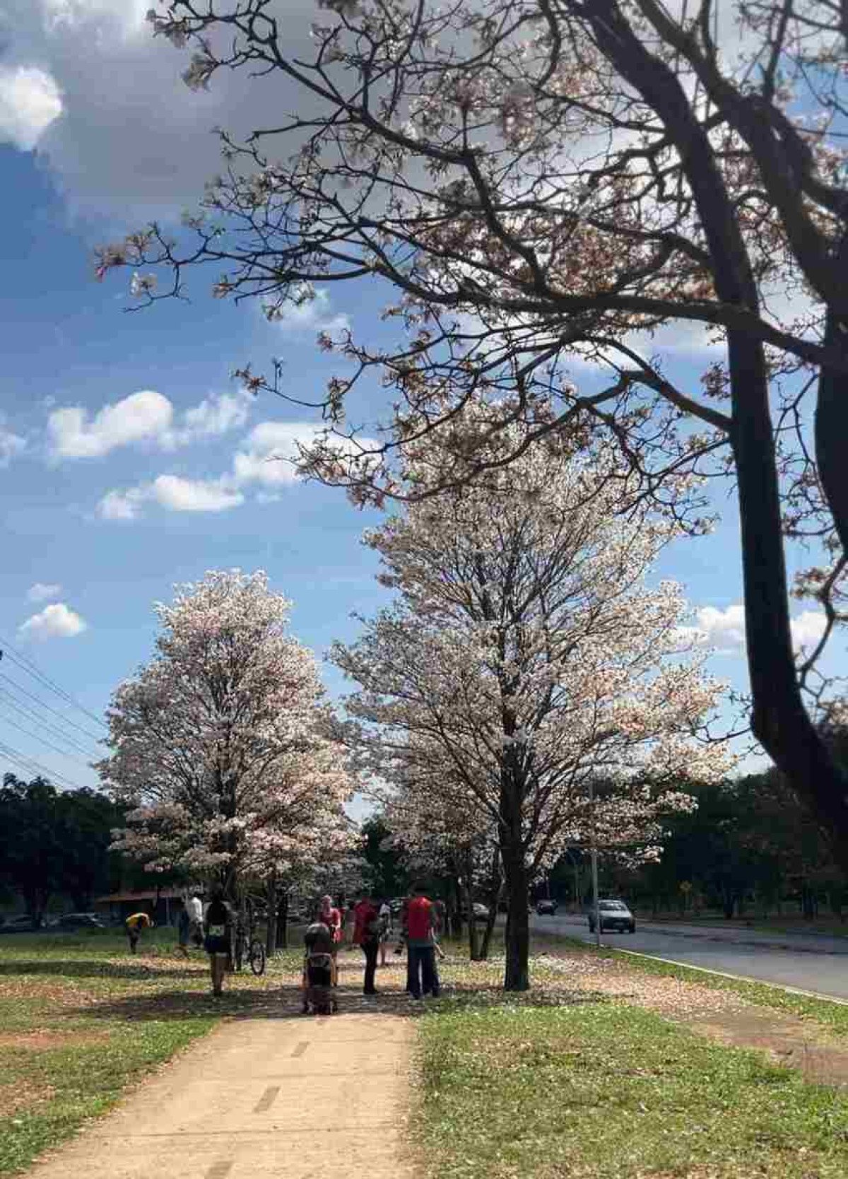 Ipês brancos colorem Brasília e encantam os moradores