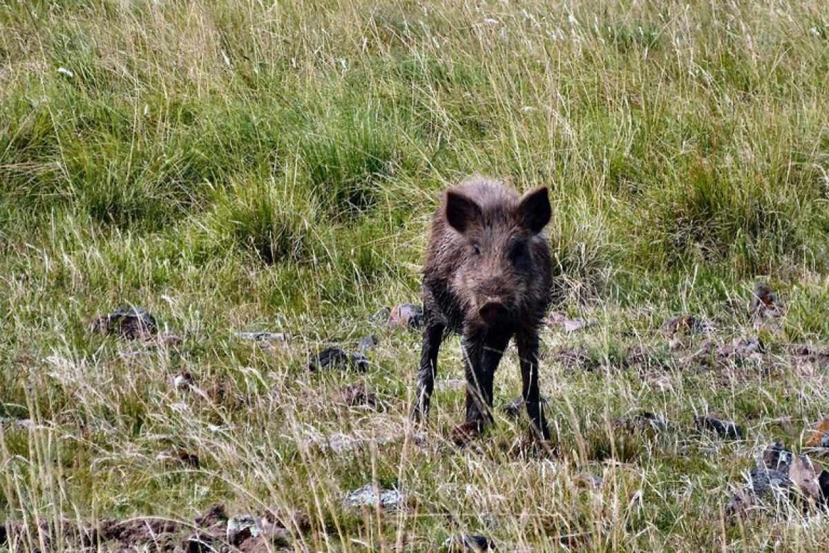 Ibama barra autorizações de caça a javali e animais exóticos