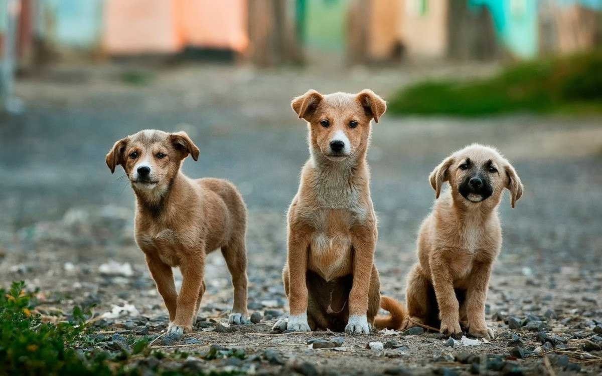 Em Taiwan, presidenciável sugere doar pets para aumentar população