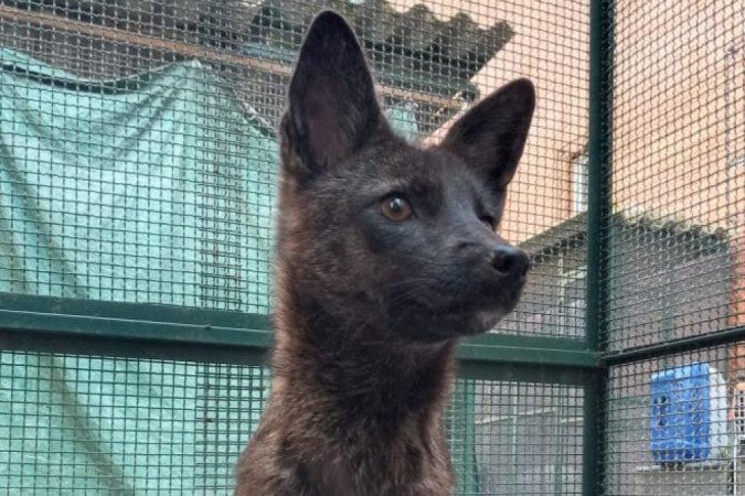 O animal misterioso foi encontrado atropelado numa estrada de Vacaria, no Rio Grande do Sul - (crédito: Flávia Ferrari) O animal misterioso foi encontrado atropelado numa estrada de Vacaria, no Rio Grande do Sul - (crédito: Flávia Ferrari)