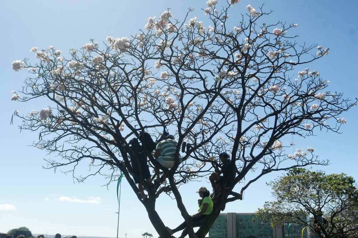 Independência: brasiliense faz as pazes com o verde-amarelo e outros símbolos