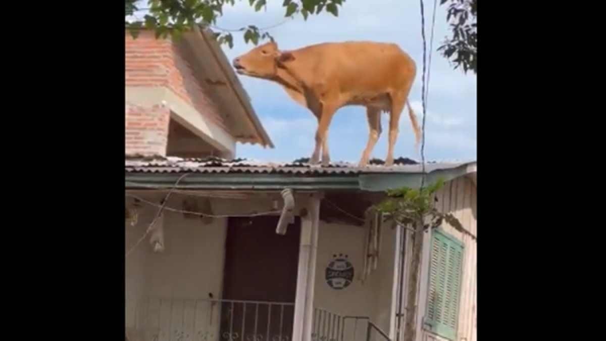 Vídeo mostra vaca em telhado de casa após passagem de ciclone no RS