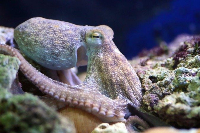 Antigamente se pensava que a capacidade de sonhar era uma característica humana. Mas uma variedade surpreendentemente ampla de espécies talvez também possa fazer o mesmo - (crédito: Getty Images) Antigamente se pensava que a capacidade de sonhar era uma característica humana. Mas uma variedade surpreendentemente ampla de espécies talvez também possa fazer o mesmo - (crédito: Getty Images)