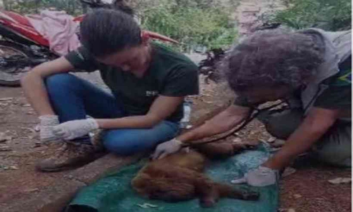 Ibama resgata macaco bugio que assustava moradores no sul de Minas
